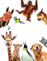 Sapientino Tombola Animali 16143